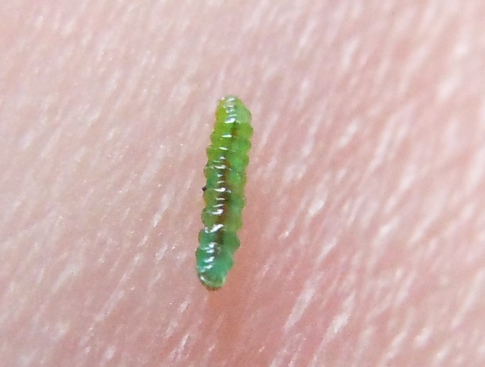 Larva di imenottero?